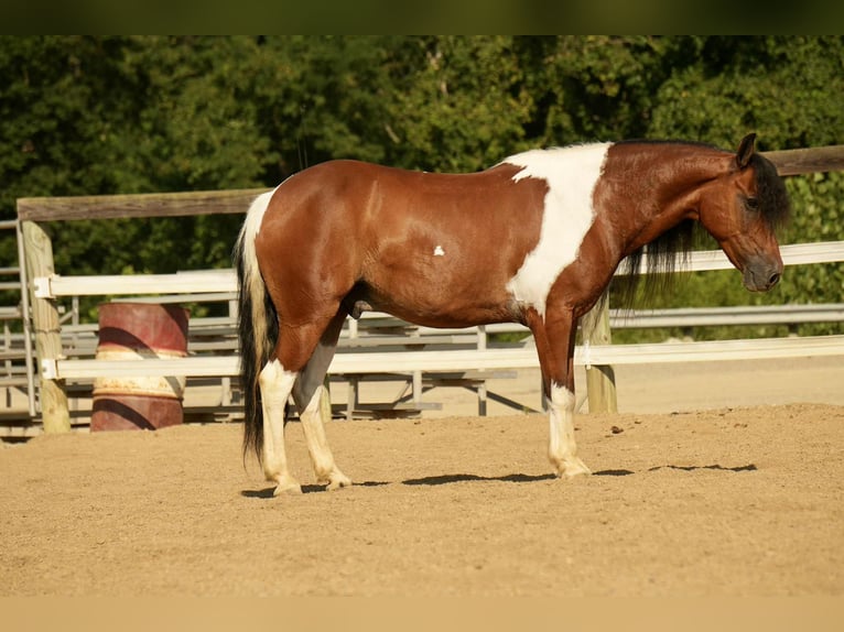 Weitere Ponys/Kleinpferde Wallach 9 Jahre 122 cm Schecke in Fresno