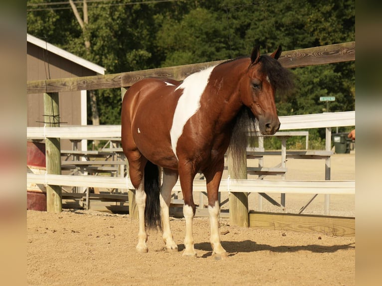 Weitere Ponys/Kleinpferde Wallach 9 Jahre 122 cm Schecke in Fresno