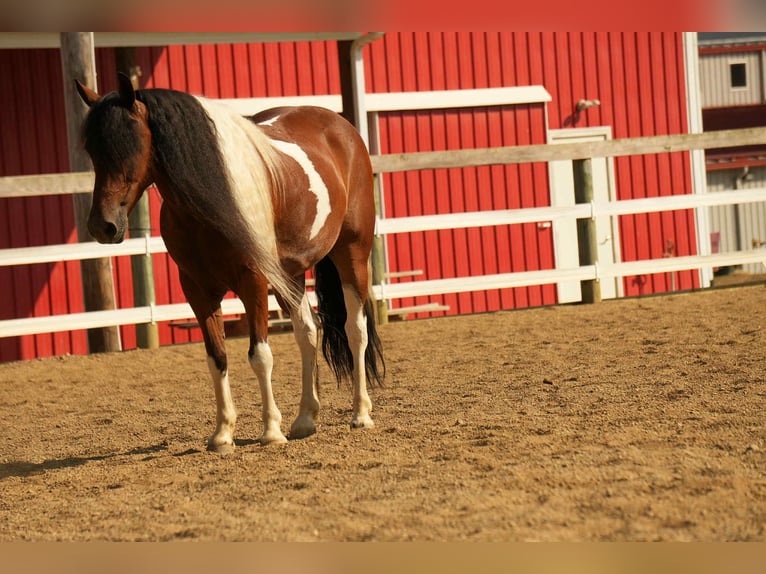 Weitere Ponys/Kleinpferde Wallach 9 Jahre 122 cm Schecke in Fresno
