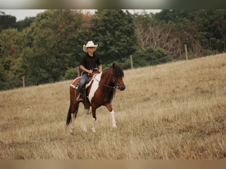 Weitere Ponys/Kleinpferde Wallach 9 Jahre 122 cm Schecke in Fresno