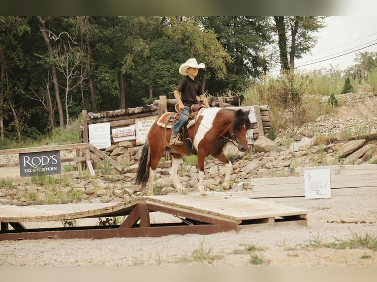 Weitere Ponys/Kleinpferde Wallach 9 Jahre 122 cm Schecke in Fresno