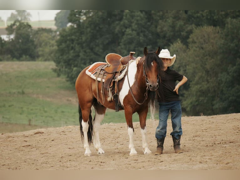 Weitere Ponys/Kleinpferde Wallach 9 Jahre 122 cm Schecke in Fresno