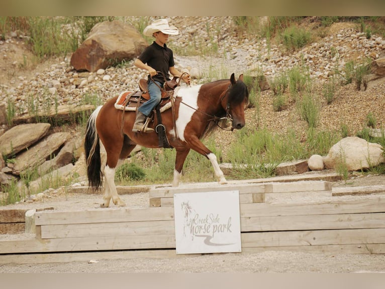 Weitere Ponys/Kleinpferde Wallach 9 Jahre 122 cm Schecke in Fresno