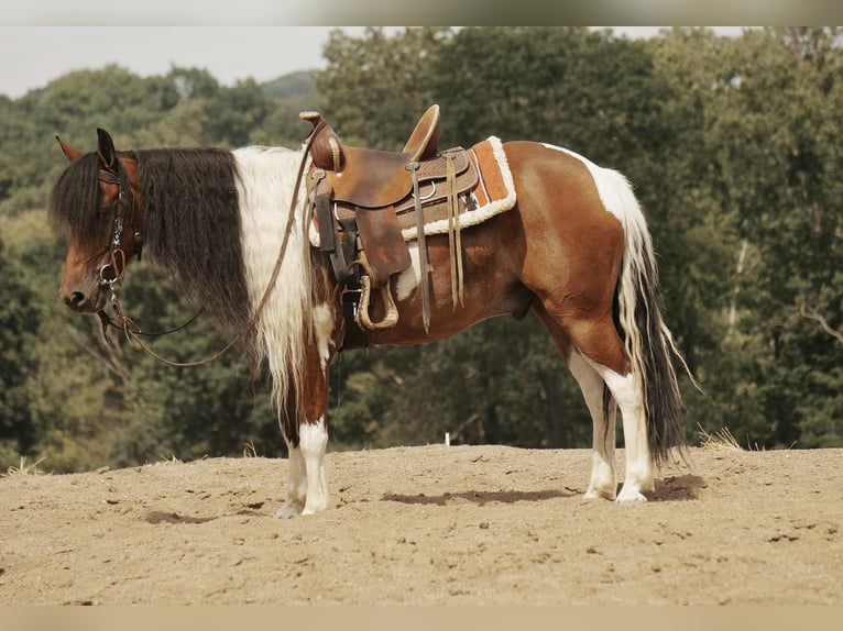 Weitere Ponys/Kleinpferde Wallach 9 Jahre 122 cm Schecke in Fresno