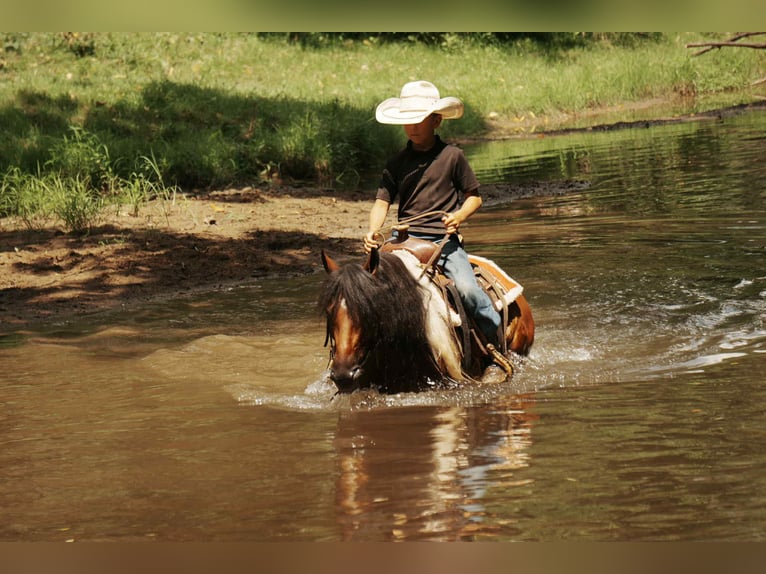 Weitere Ponys/Kleinpferde Wallach 9 Jahre 122 cm Schecke in Fresno
