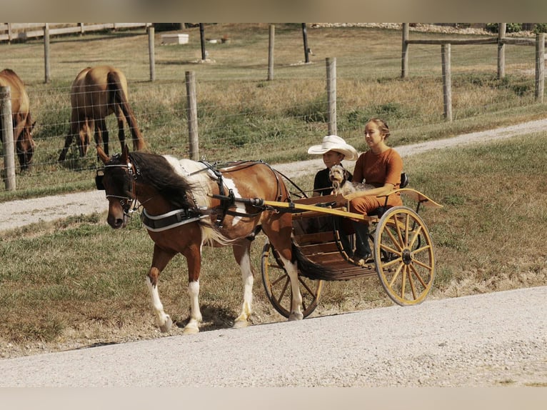 Weitere Ponys/Kleinpferde Wallach 9 Jahre 122 cm Schecke in Fresno