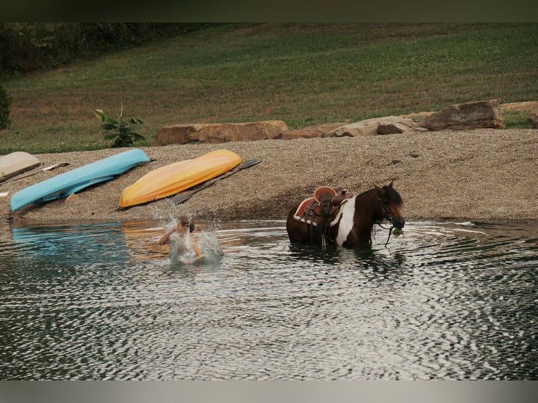 Weitere Ponys/Kleinpferde Wallach 9 Jahre 122 cm Schecke in Fresno