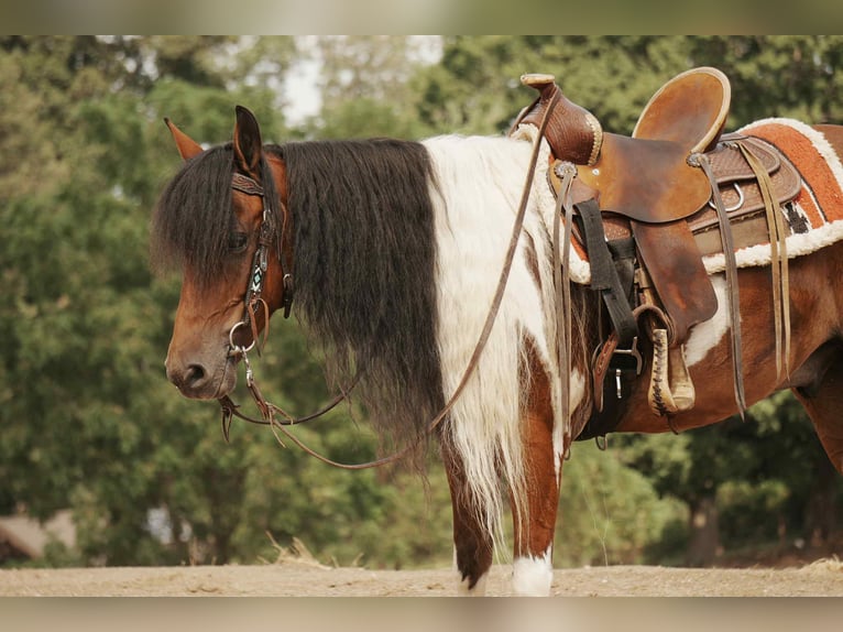 Weitere Ponys/Kleinpferde Wallach 9 Jahre 122 cm Schecke in Fresno