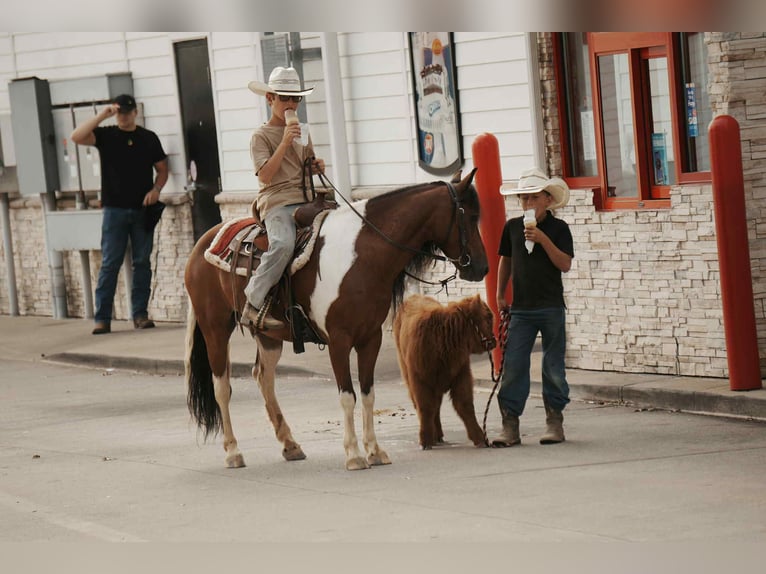 Weitere Ponys/Kleinpferde Wallach 9 Jahre 122 cm Schecke in Fresno