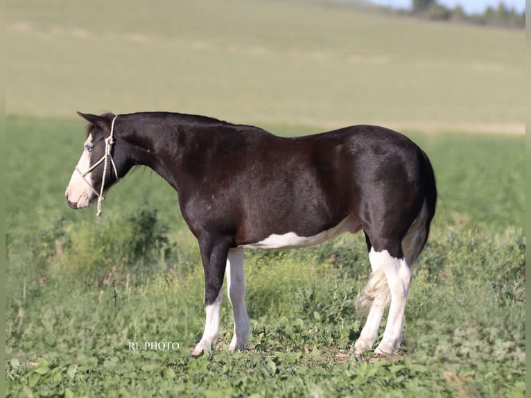 Weitere Ponys/Kleinpferde Wallach 9 Jahre 124 cm Schecke in Hamer