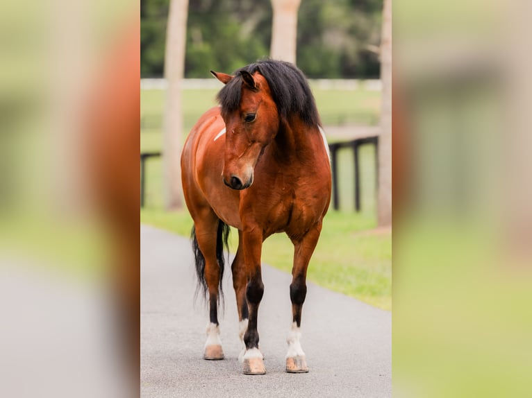 Weitere Ponys/Kleinpferde Wallach 9 Jahre 127 cm in Ocala, FL