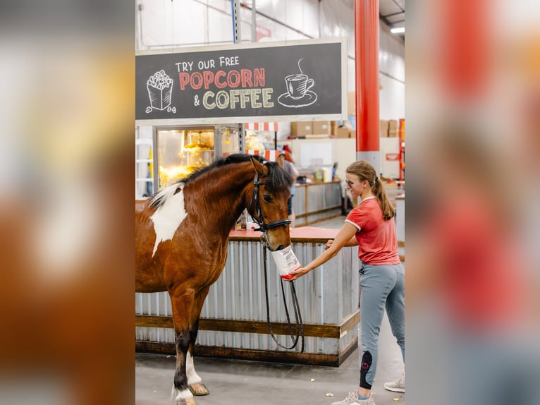Weitere Ponys/Kleinpferde Wallach 9 Jahre 127 cm in Ocala, FL