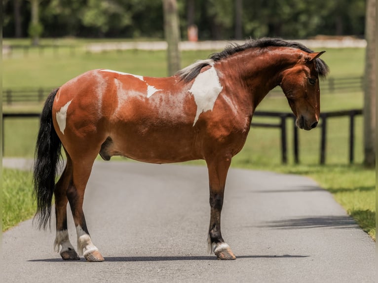 Weitere Ponys/Kleinpferde Wallach 9 Jahre 127 cm in Ocala, FL