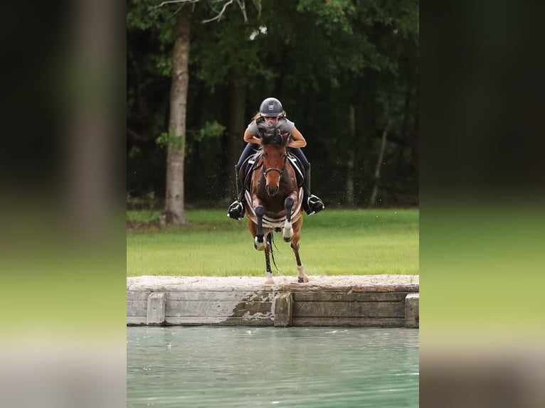 Weitere Ponys/Kleinpferde Wallach 9 Jahre 127 cm in Ocala, FL
