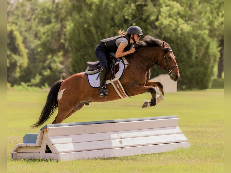 Weitere Ponys/Kleinpferde Wallach 9 Jahre 127 cm in Ocala, FL