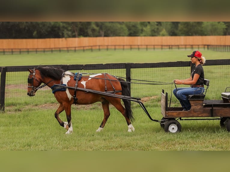 Weitere Ponys/Kleinpferde Wallach 9 Jahre 127 cm in Ocala, FL