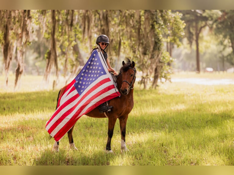 Weitere Ponys/Kleinpferde Wallach 9 Jahre 127 cm in Ocala, FL