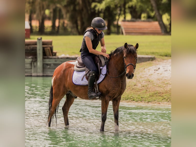 Weitere Ponys/Kleinpferde Wallach 9 Jahre 127 cm in Ocala, FL