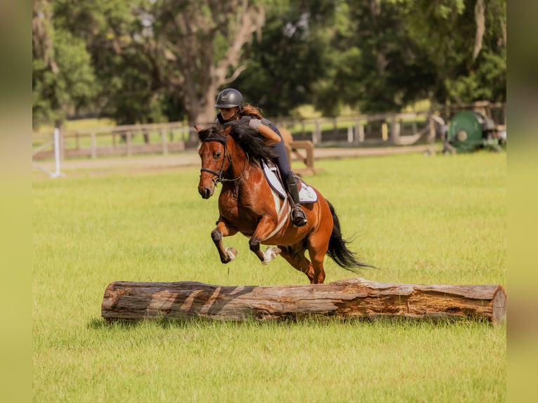 Weitere Ponys/Kleinpferde Wallach 9 Jahre 127 cm in Ocala, FL