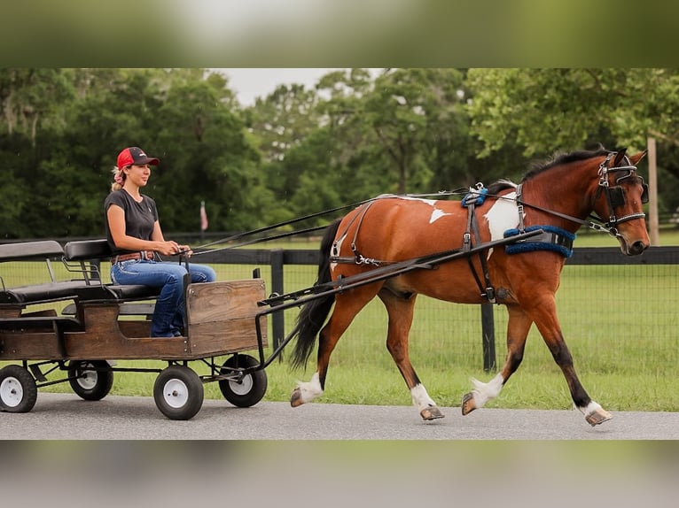 Weitere Ponys/Kleinpferde Wallach 9 Jahre 127 cm in Ocala, FL