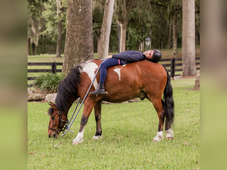 Weitere Ponys/Kleinpferde Wallach 9 Jahre 127 cm in Ocala, FL