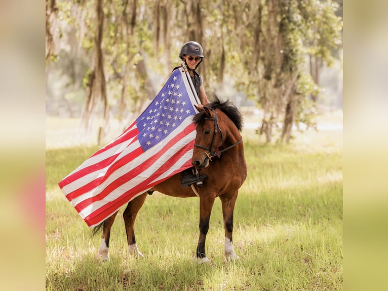 Weitere Ponys/Kleinpferde Wallach 9 Jahre 127 cm in Ocala, FL