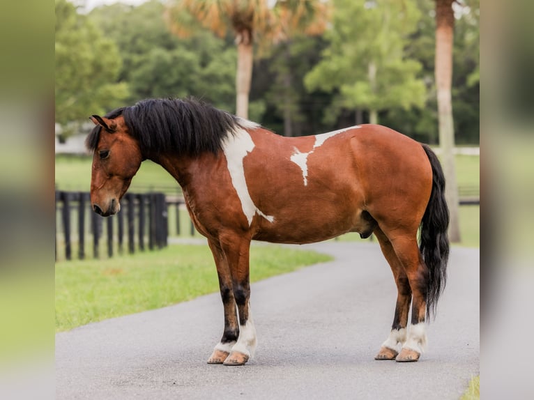 Weitere Ponys/Kleinpferde Wallach 9 Jahre 127 cm in Ocala, FL