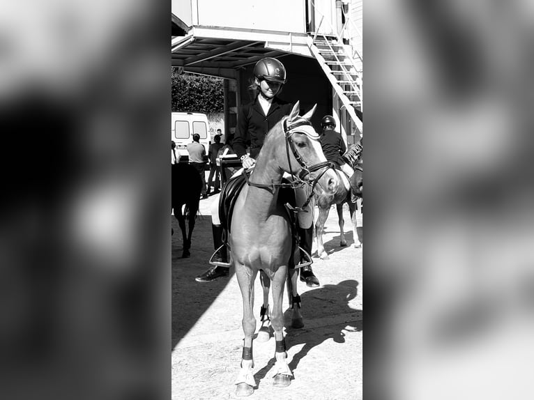 Weitere Ponys/Kleinpferde Wallach 9 Jahre 129 cm Fuchs in Orejo