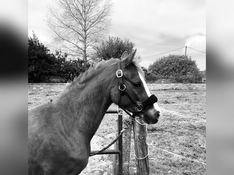 Weitere Ponys/Kleinpferde Wallach 9 Jahre 129 cm Fuchs in Orejo