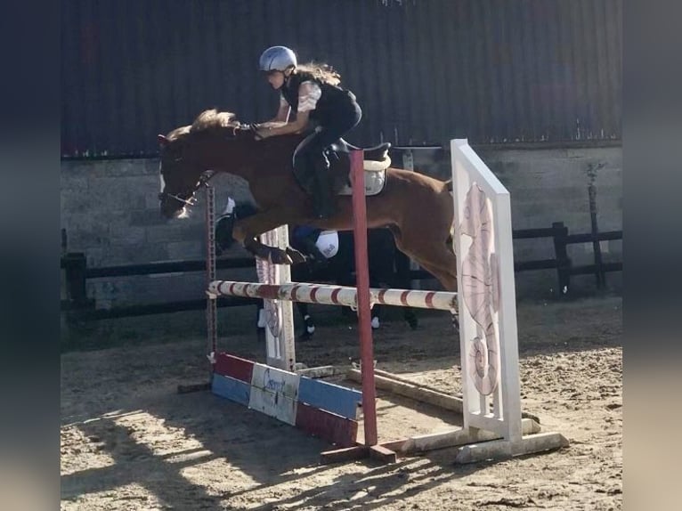 Weitere Ponys/Kleinpferde Wallach 9 Jahre 129 cm Fuchs in Orejo