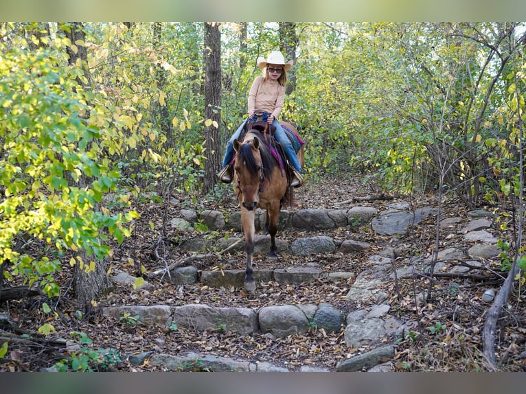 Weitere Ponys/Kleinpferde Wallach 9 Jahre 130 cm Falbe in Corsica