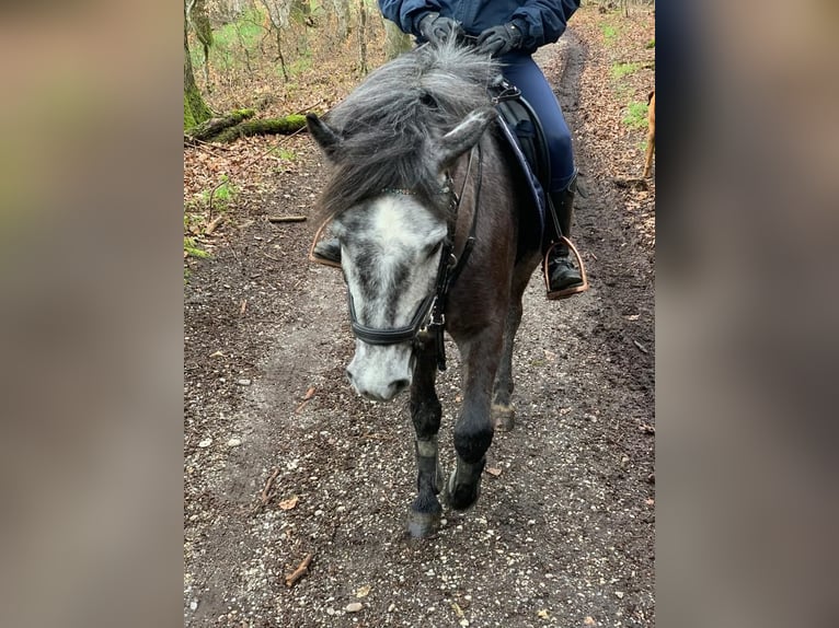 Weitere Ponys/Kleinpferde Wallach 9 Jahre 130 cm Schimmel in Paunzhausen