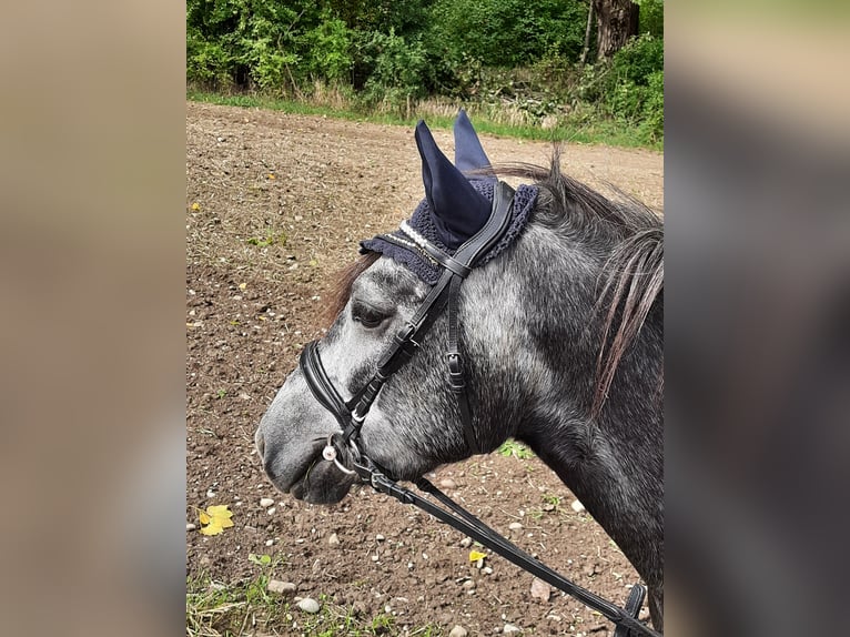 Weitere Ponys/Kleinpferde Wallach 9 Jahre 130 cm Schimmel in Paunzhausen