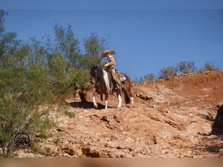 Weitere Ponys/Kleinpferde Wallach 9 Jahre 132 cm Schecke in Canyon