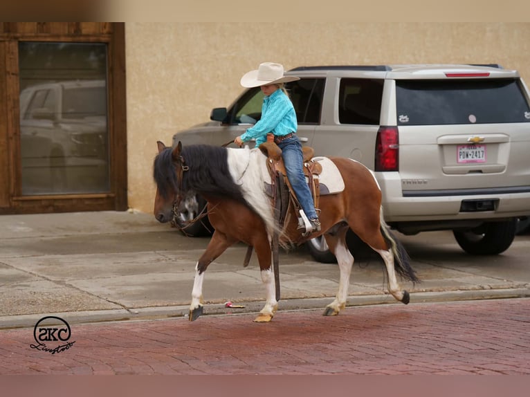 Weitere Ponys/Kleinpferde Wallach 9 Jahre 132 cm Schecke in Canyon
