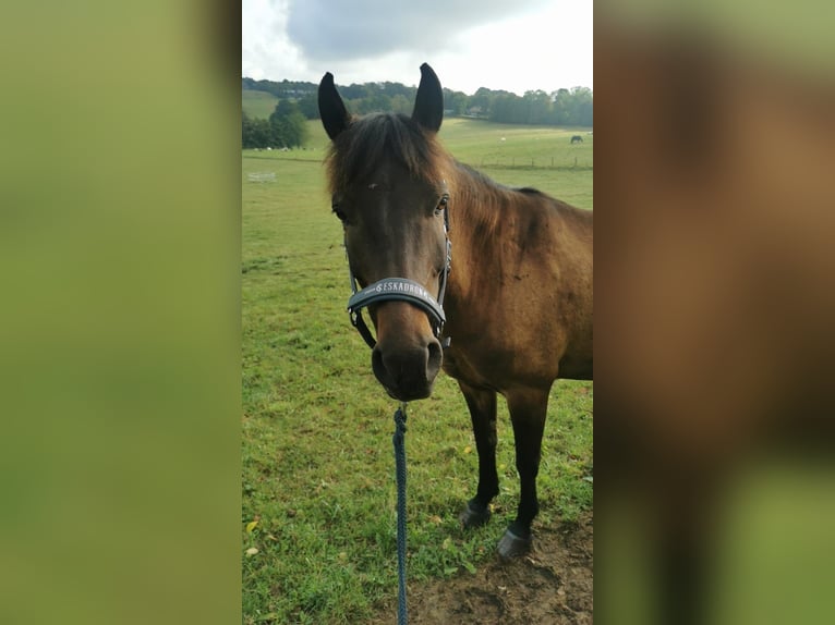Weitere Ponys/Kleinpferde Mix Wallach 9 Jahre 135 cm Brauner in Wuppertal