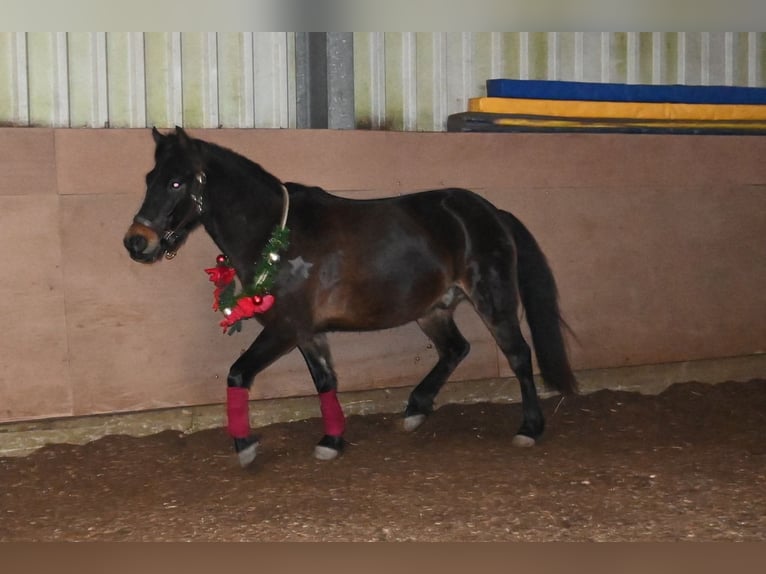 Weitere Ponys/Kleinpferde Mix Wallach 9 Jahre 135 cm Brauner in Wuppertal