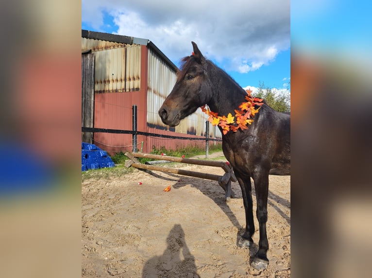 Weitere Ponys/Kleinpferde Mix Wallach 9 Jahre 135 cm Brauner in Wuppertal