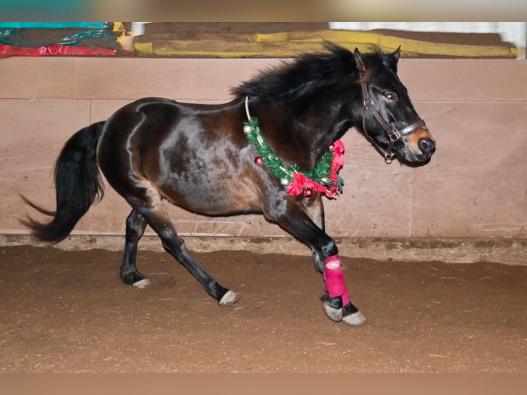 Weitere Ponys/Kleinpferde Mix Wallach 9 Jahre 135 cm Brauner in Wuppertal
