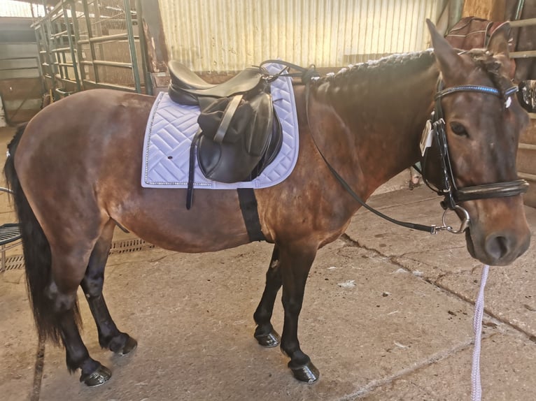 Weitere Ponys/Kleinpferde Mix Wallach 9 Jahre 135 cm Brauner in Wuppertal