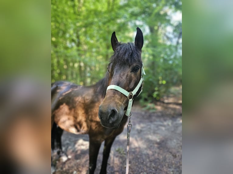 Weitere Ponys/Kleinpferde Mix Wallach 9 Jahre 135 cm Brauner in Wuppertal