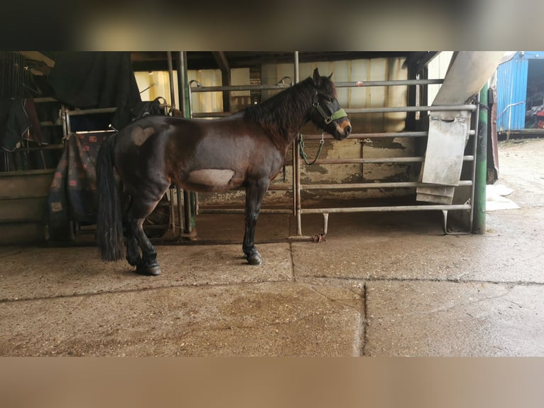 Weitere Ponys/Kleinpferde Mix Wallach 9 Jahre 135 cm Brauner in Wuppertal
