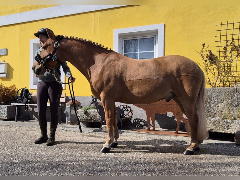 Weitere Ponys/Kleinpferde Wallach 9 Jahre 135 cm Fuchs in Enns