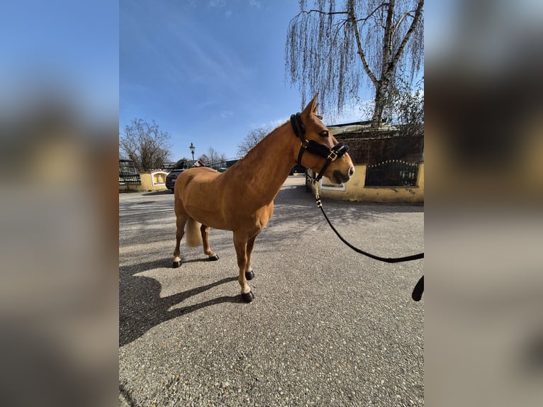 Weitere Ponys/Kleinpferde Wallach 9 Jahre 135 cm Fuchs in Enns