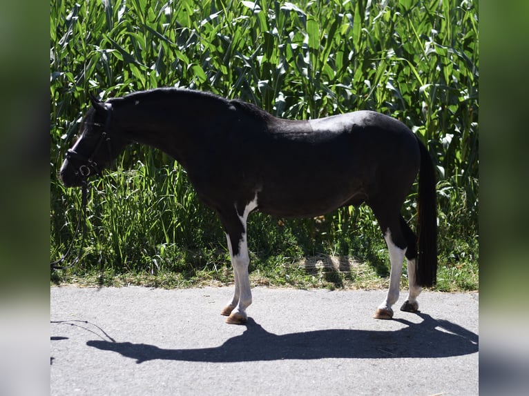 Weitere Ponys/Kleinpferde Wallach 9 Jahre 135 cm Schecke in Geilenkirchen