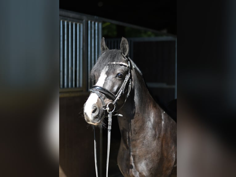 Weitere Ponys/Kleinpferde Wallach 9 Jahre 135 cm Schecke in Geilenkirchen