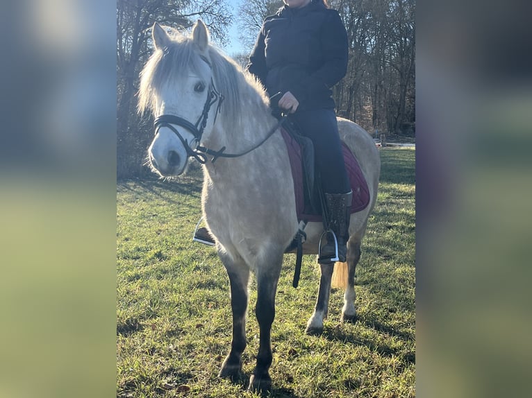 Weitere Ponys/Kleinpferde Wallach 9 Jahre 136 cm Champagne in Ursensollen