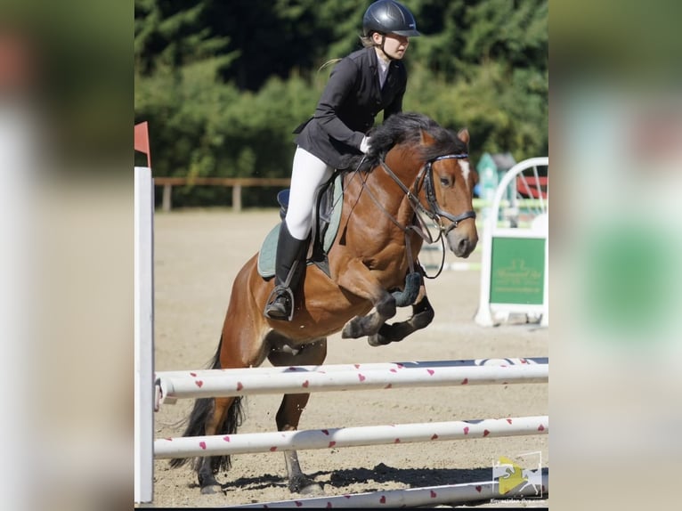 Weitere Ponys/Kleinpferde Mix Wallach 9 Jahre 137 cm Brauner in Sankt Veit an der Glan