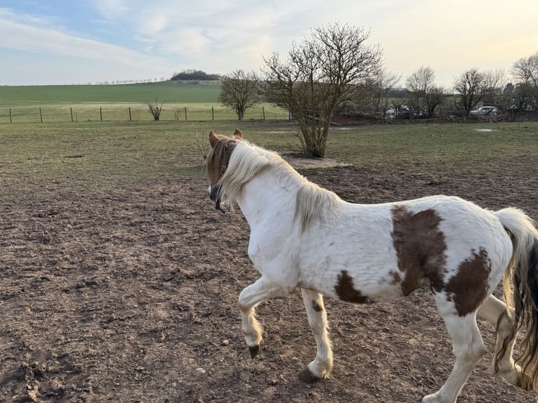 Weitere Ponys/Kleinpferde Mix Wallach 9 Jahre 138 cm Schecke in Kaltohmfeld