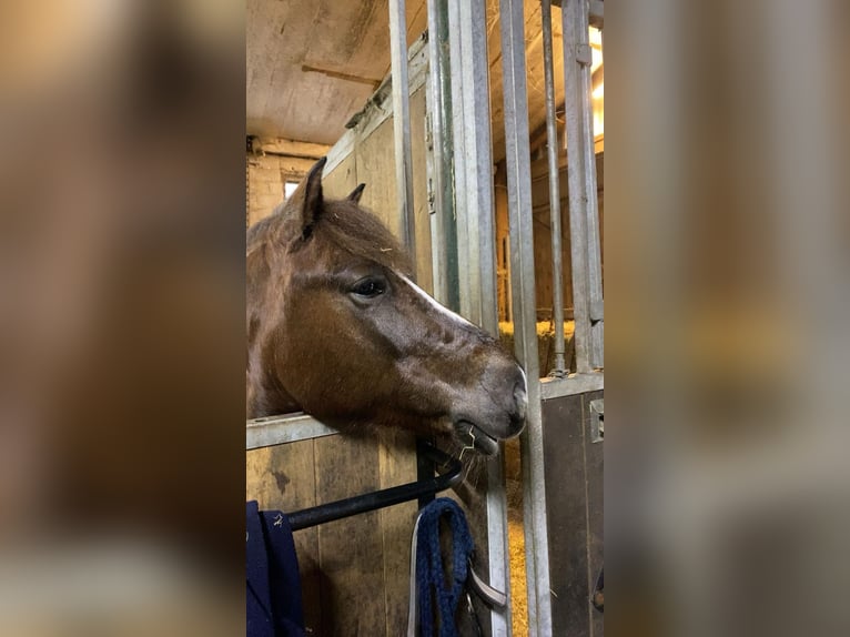 Weitere Ponys/Kleinpferde Wallach 9 Jahre 140 cm Dunkelfuchs in Rheine